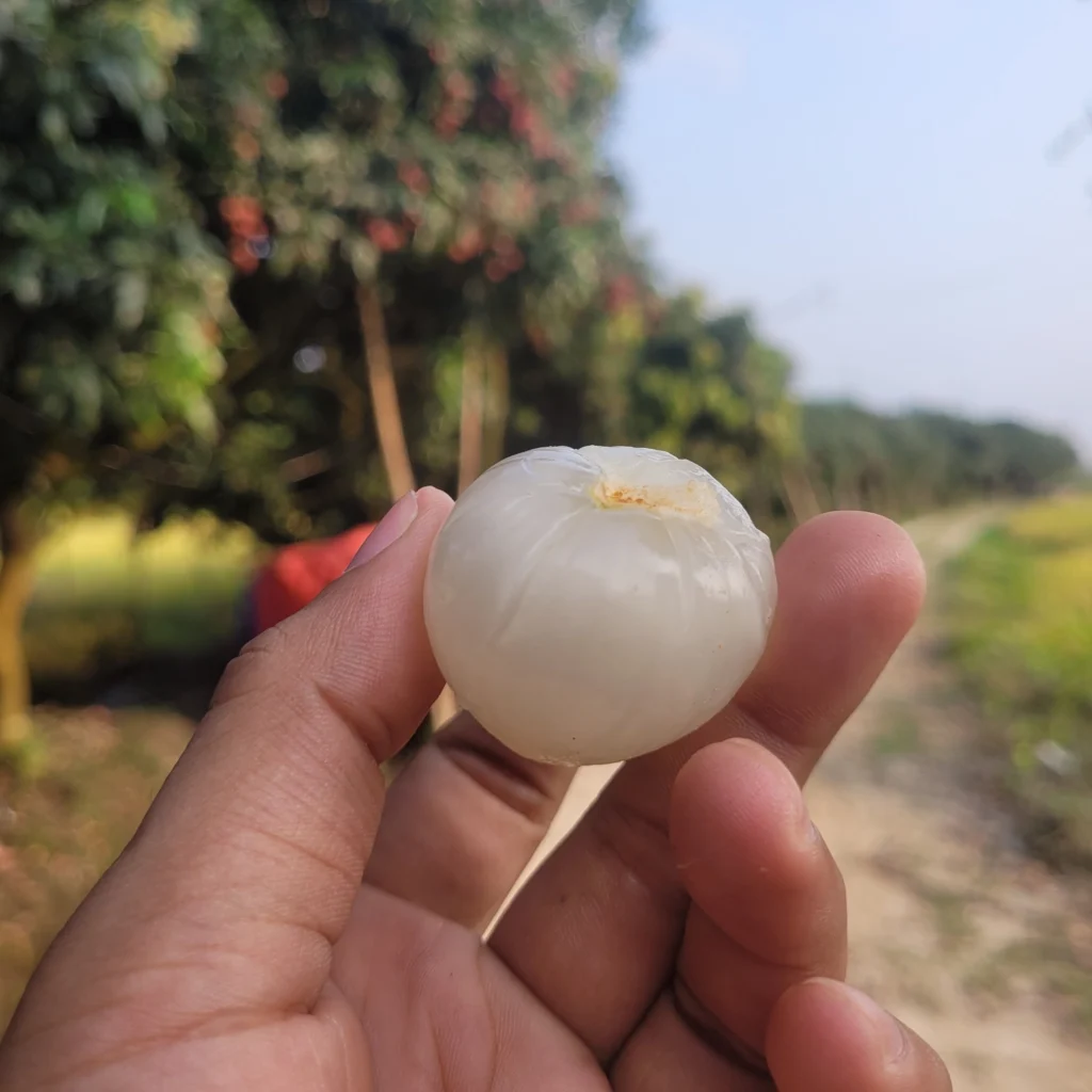 দিনাজপুরের বিখ্যাত বেদানা লিচু – মিষ্টি, রসালো ও প্রিমিয়াম মানের লিচু