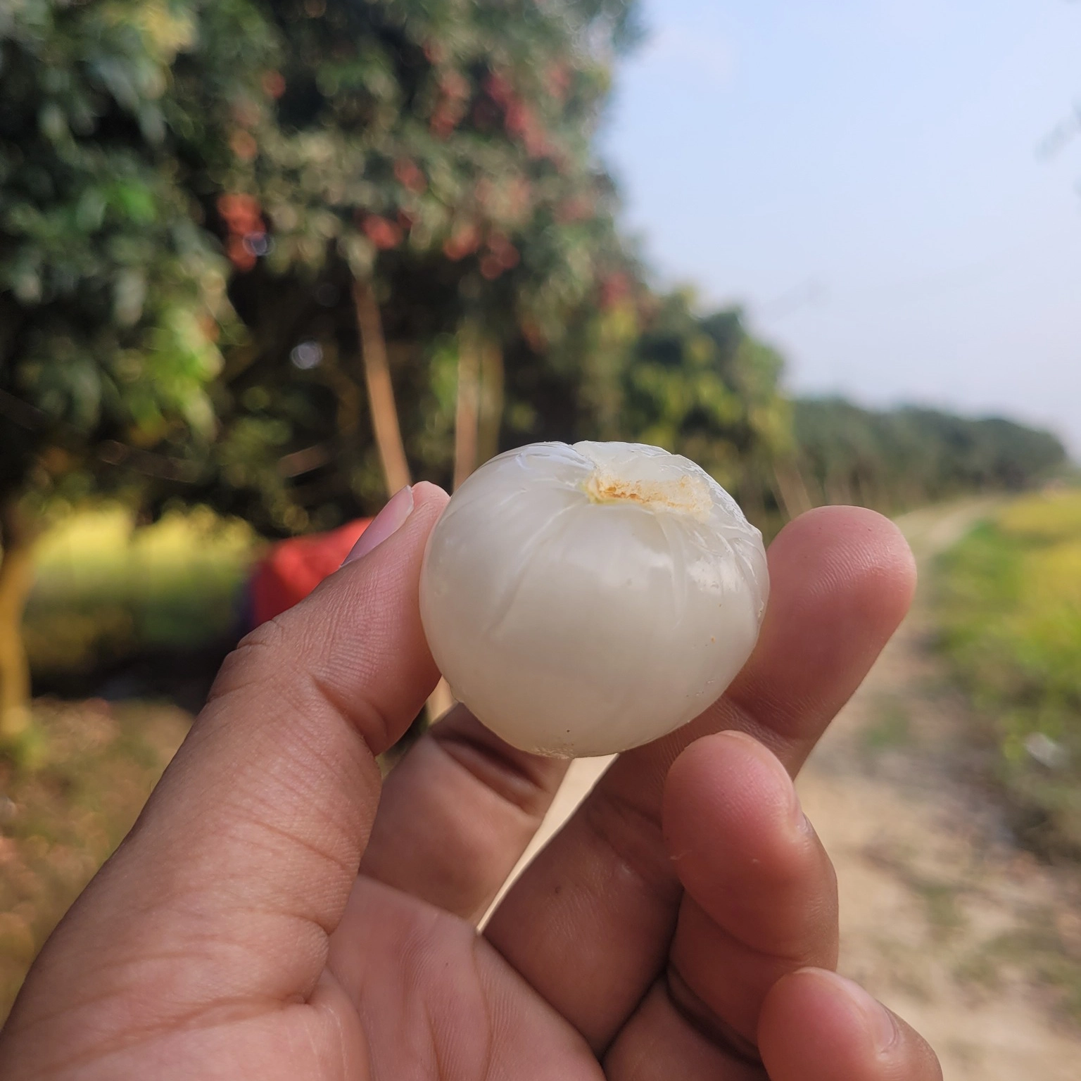 দিনাজপুরের বিখ্যাত বেদানা লিচু – মিষ্টি, রসালো ও প্রিমিয়াম মানের লিচু