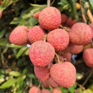 দিনাজপুরের বিখ্যাত বেদানা লিচু – মিষ্টি, রসালো ও প্রিমিয়াম মানের লিচু