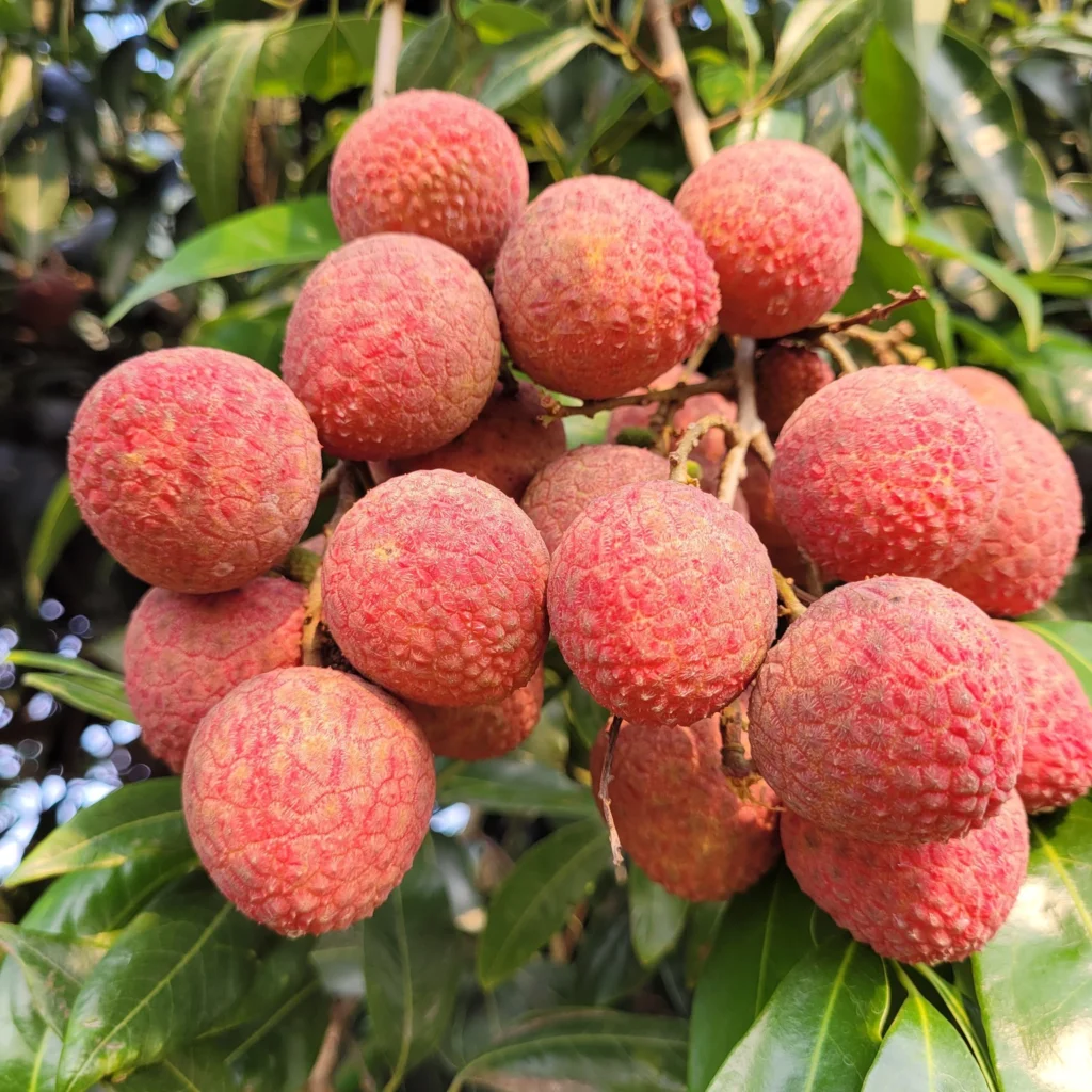 দিনাজপুরের বিখ্যাত বেদানা লিচু – মিষ্টি, রসালো ও প্রিমিয়াম মানের লিচু