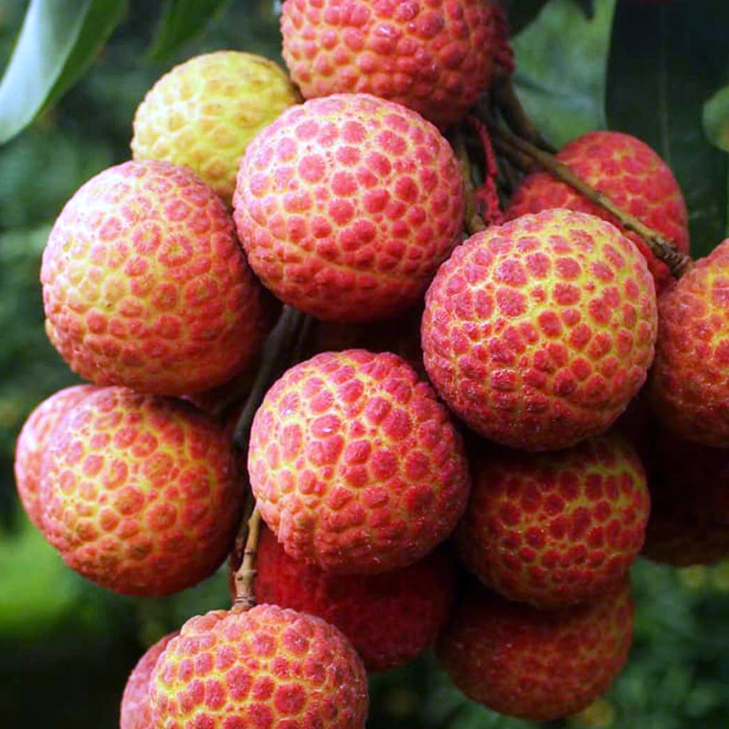 দিনাজপুরের ঐতিহ্যবাহী রসালো চায়না 3 লিচু - 400 পিছ