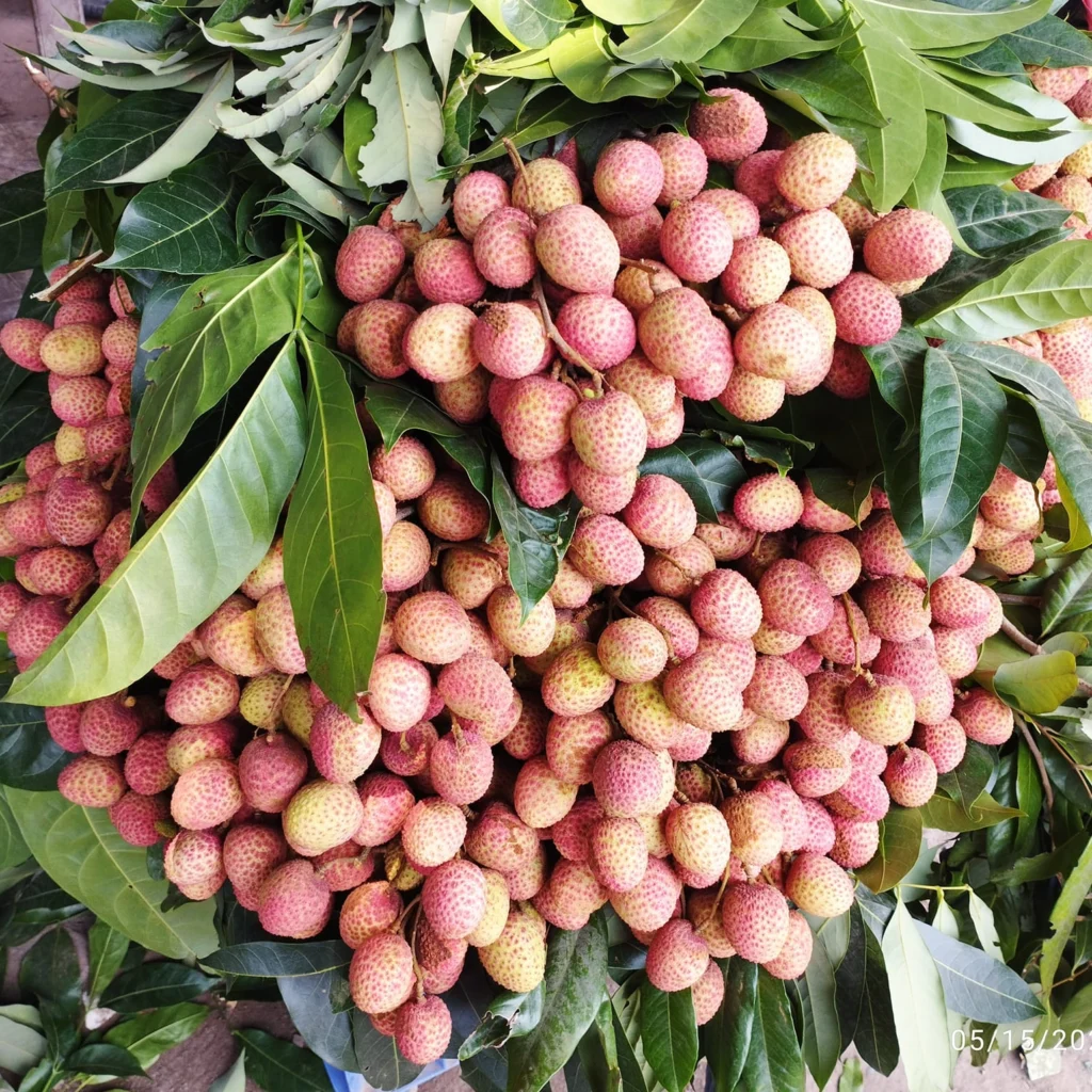 দিনাজপুরের প্রিমিয়াম মাদ্রাজি লিচু