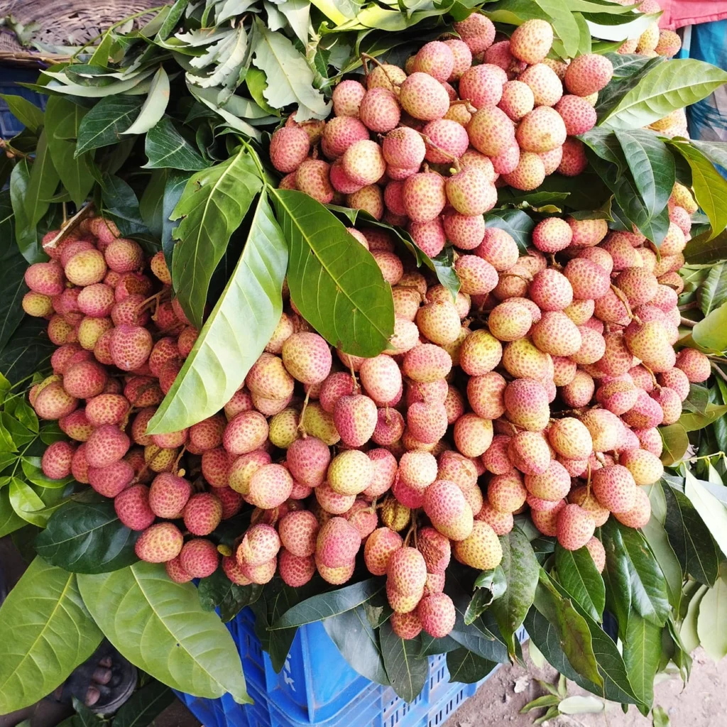 দিনাজপুরের প্রিমিয়াম মাদ্রাজি লিচু