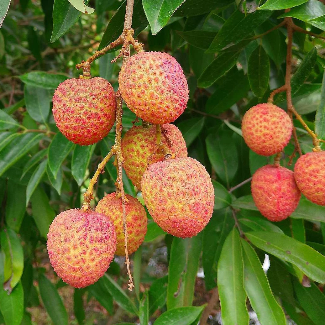 দিনাজপুরের প্রিমিয়াম মাদ্রাজি লিচু