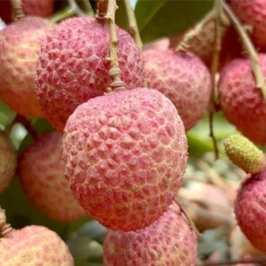 দিনাজপুরের প্রিমিয়াম মাদ্রাজি লিচু