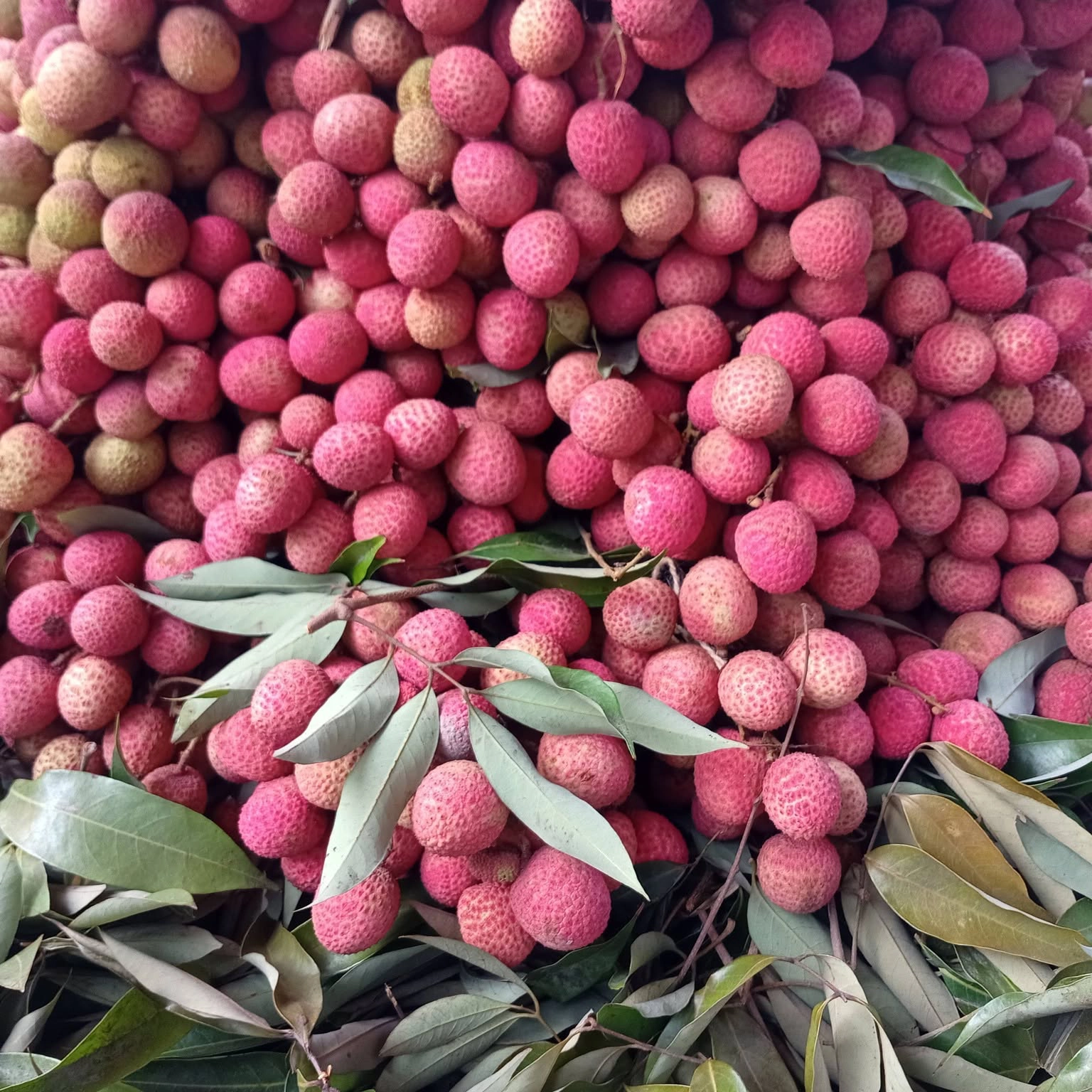দিনাজপুরের প্রিমিয়াম মাদ্রাজি লিচু