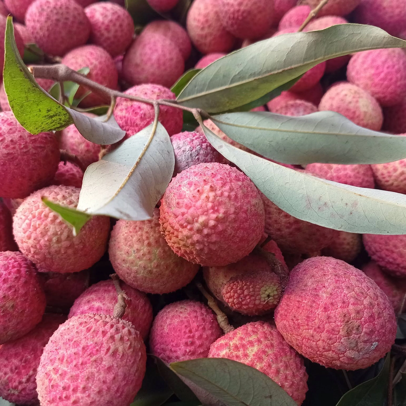 দিনাজপুরের প্রিমিয়াম মাদ্রাজি লিচু