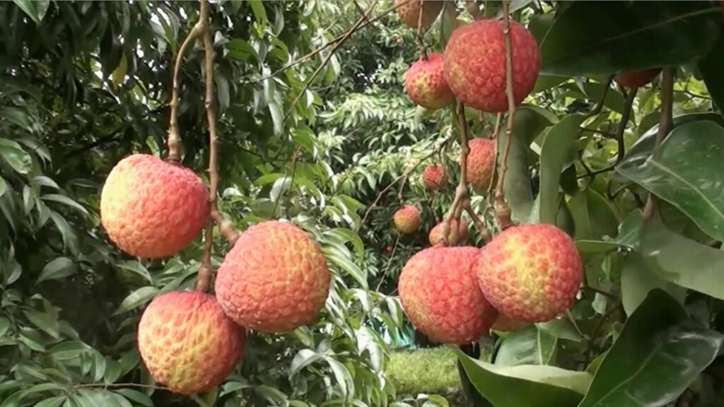 দিনাজপুরের ঐতিহ্যবাহী রসালো চায়না 3 লিচু - 400 পিছ