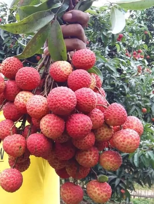 দিনাজপুরের ঐতিহ্যবাহী রসালো চায়না 3 লিচু - 400 পিছ