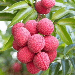 দিনাজপুরের প্রিমিয়াম বোম্বাই লিচু